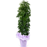 홍콩야자 상,대품