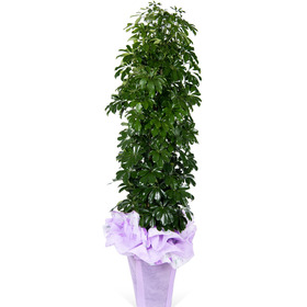 홍콩야자 상,대품